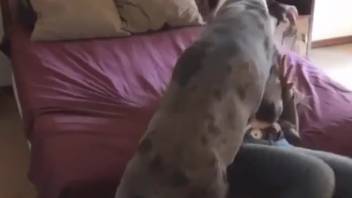 Canine penetrates older woman in her vagina during full missionary position