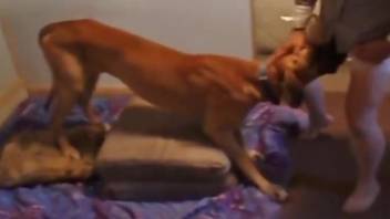 Stockings wearing blonde getting humped by a dog