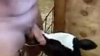 Dude places a stiff cock in the mouth of a cow