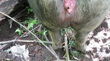 Horny man aims to deep fuck the pig in both holes
