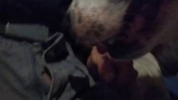 Canine tongues master's penis during his self-stimulation