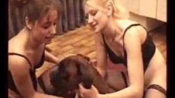 Dog dislikes fucking animals, it loves human females