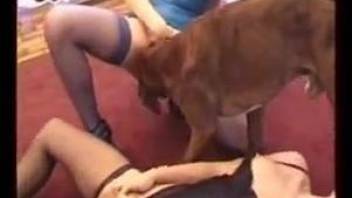 Two MILFs team up to fuck their horny dogs on cam