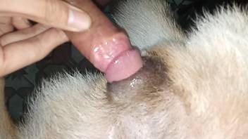 Narrow vagina of a beast gets stretched to the max