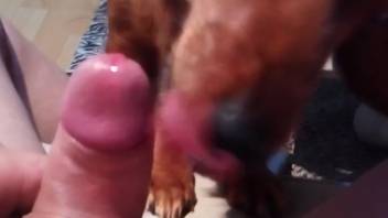 Point-of-view oral sex clip centered on a guy with a tiny penis