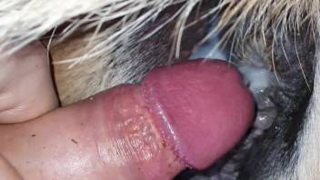 Guy deeply thrusts into fluffy beast in zoomed-in bestiality