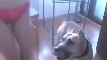 Sexy babe in high heels allows this dog to fuck her