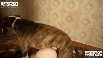 Home zoophilia porn between the maid and the dog