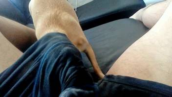 Guy lets his small dog get in on the action and lap at his cock a couple of times