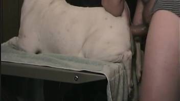 Guy penetrating a bitch's orifice with his rigid cock
