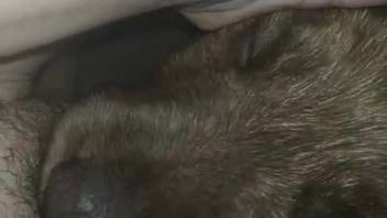 Adult film with facesitting scene starring a blue-eyed dog