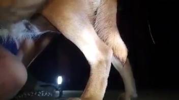 Dynamic homemade bestiality clips featuring multiple animals