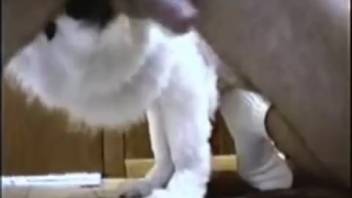 Guy's testicles and rear end receive pleasure from a canine