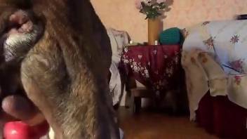 Hot Russian teen getting fucked by a family pet