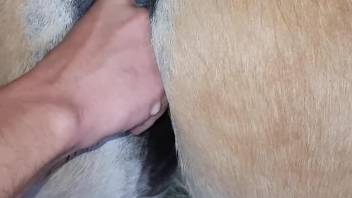 Man finger fucks horse in the ass and records himself