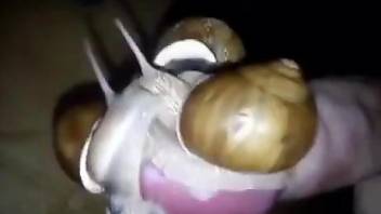 Horny man places snails on his big cock