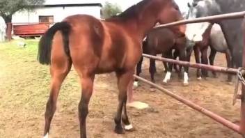 Hot mare displaying her beautiful vagina in a forbidden video