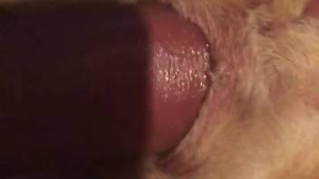 Intimate bestiality adult film designed to sustain your arousal