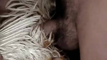 Hen struggles to stay composed during wild bestiality encounter