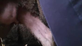 Amazing bestiality scene with an ideal animal pussy