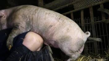 Pig pounding the living shit of this guy's shitter
