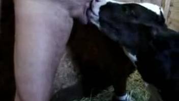 Bovine babe's hot lips being pounded by her studly penetrator