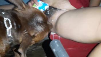 Canine tongues female's bushy pussy in amateur bestiality fetishes