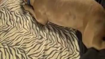 Beast-loving mom delights in rimming and tonguing canine cock