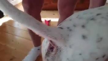 Canine vagina ravaged by a super-rigid dick in high definition