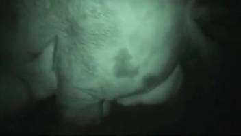Swine with an erect cock penetrating a compliant bestiality enthusiast