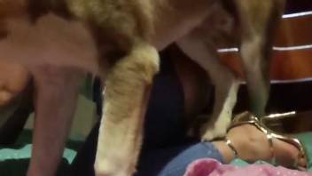 Canine tongues her nice rear before the voluptuous lady undresses for sex