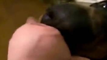 Dogs willingly suck dicks in this porn compilation