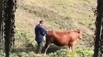 Outdoor fun with the cow after pushing the dick inside