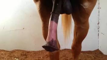 Alluring stallion boldly showcasing its thick cock right here