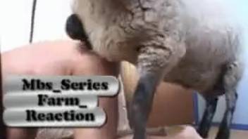 Woman who bangs sheep climaxes with her huge plump boobs bouncing