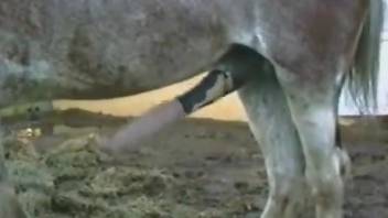 Huge animal cock spotlighted in a free porno movie