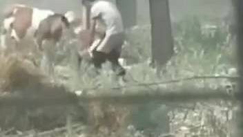 Savage beast lover bangs cattle in the great outdoors
