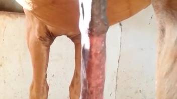 Massive cock stallion flaunting its dimensions for the lens