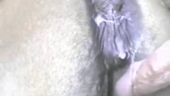 Steamy wild pussy being slammed hard doggy style