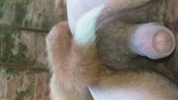 Furry bestiality enthusiast's butthole pounded by a slick canine penis