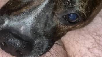 Dog licks owner's cock in sloppy modes and gets filmed