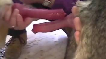 Hot lady playing around with a dog's delicious cock