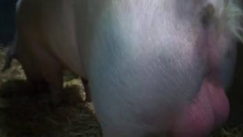 Moist vagina woman being screwed by a perverted swine in this spot