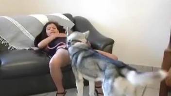 Husky licks a wide-opened pussy of a miniature Asian zoophile