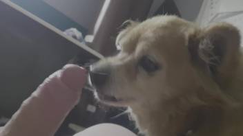 Dude shows his leaking dick to a dog that licks it