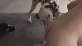 The Dalmatian's erect cock is the ultimate prize for a bestiality lover