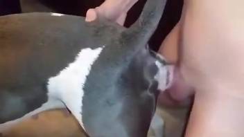Dude pleasuring a dirty animal with his meaty penis