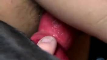 Busty brown-haired woman riding a canine's erection right here