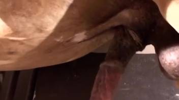 Equine shaft brings voluptuous vixen to repeated climaxes