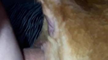 Guy sticks his meaty member in a dog's opening here